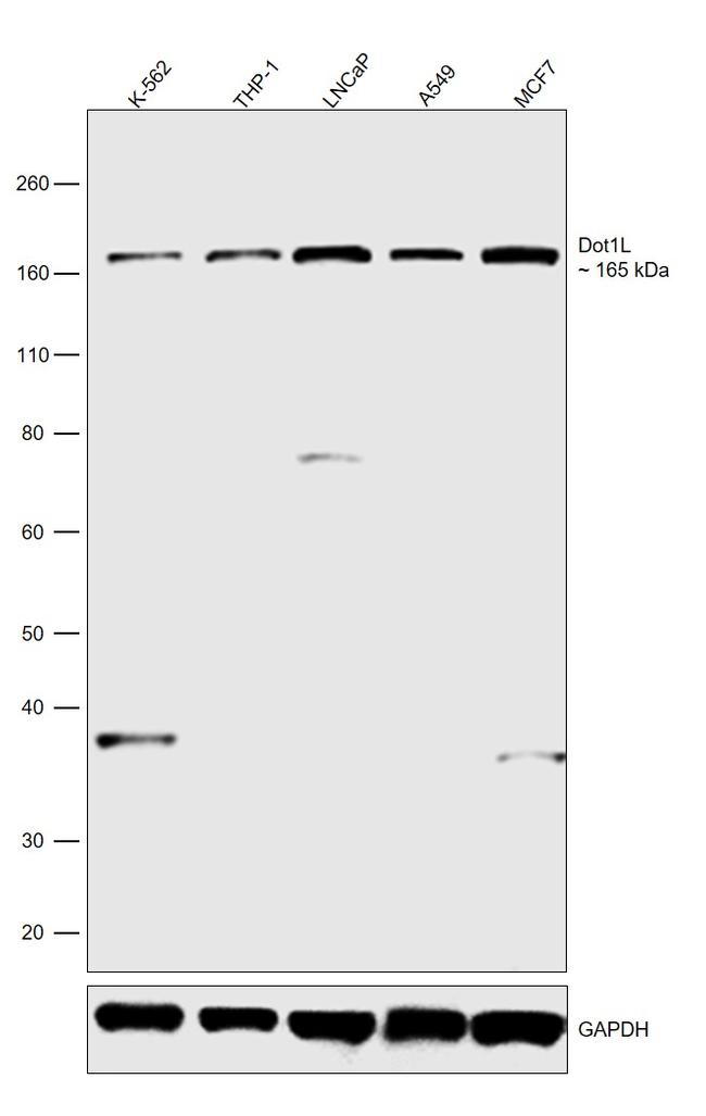 Dot1l Recombinant Monoclonal Antibody (arc0688) (ma5-35166)